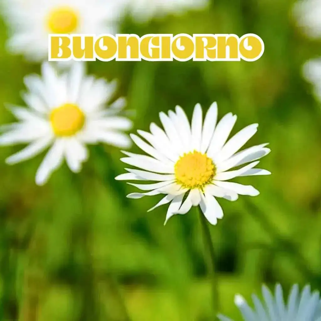 100 Immagini del Buongiorno per WhatsApp e Facebook