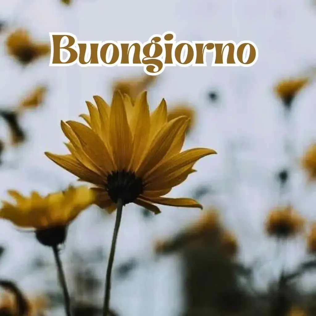 100 immagini buongiorno gratis per whatsapp 2023