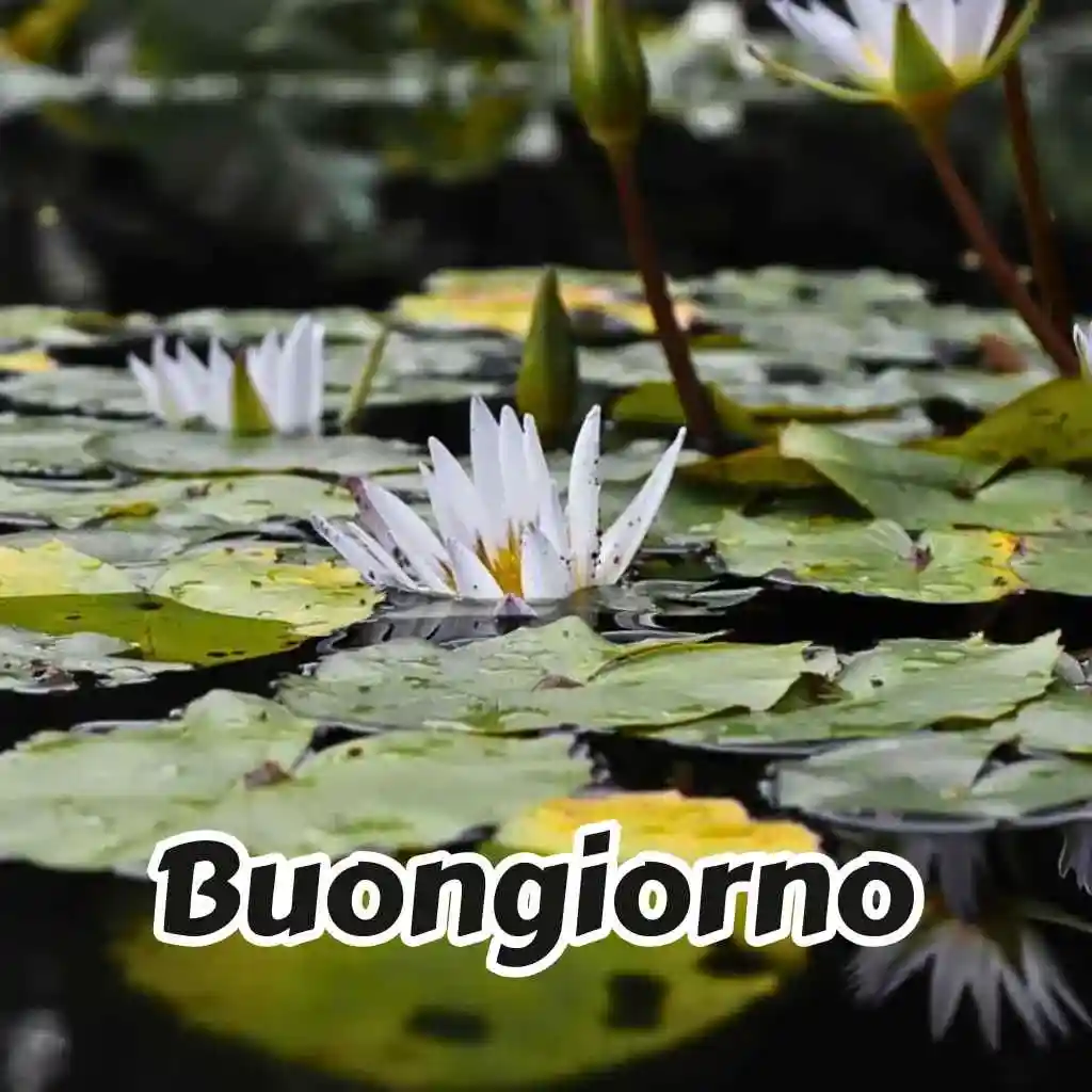 Immagini Buongiorno , Buongiorno , nuove 2023