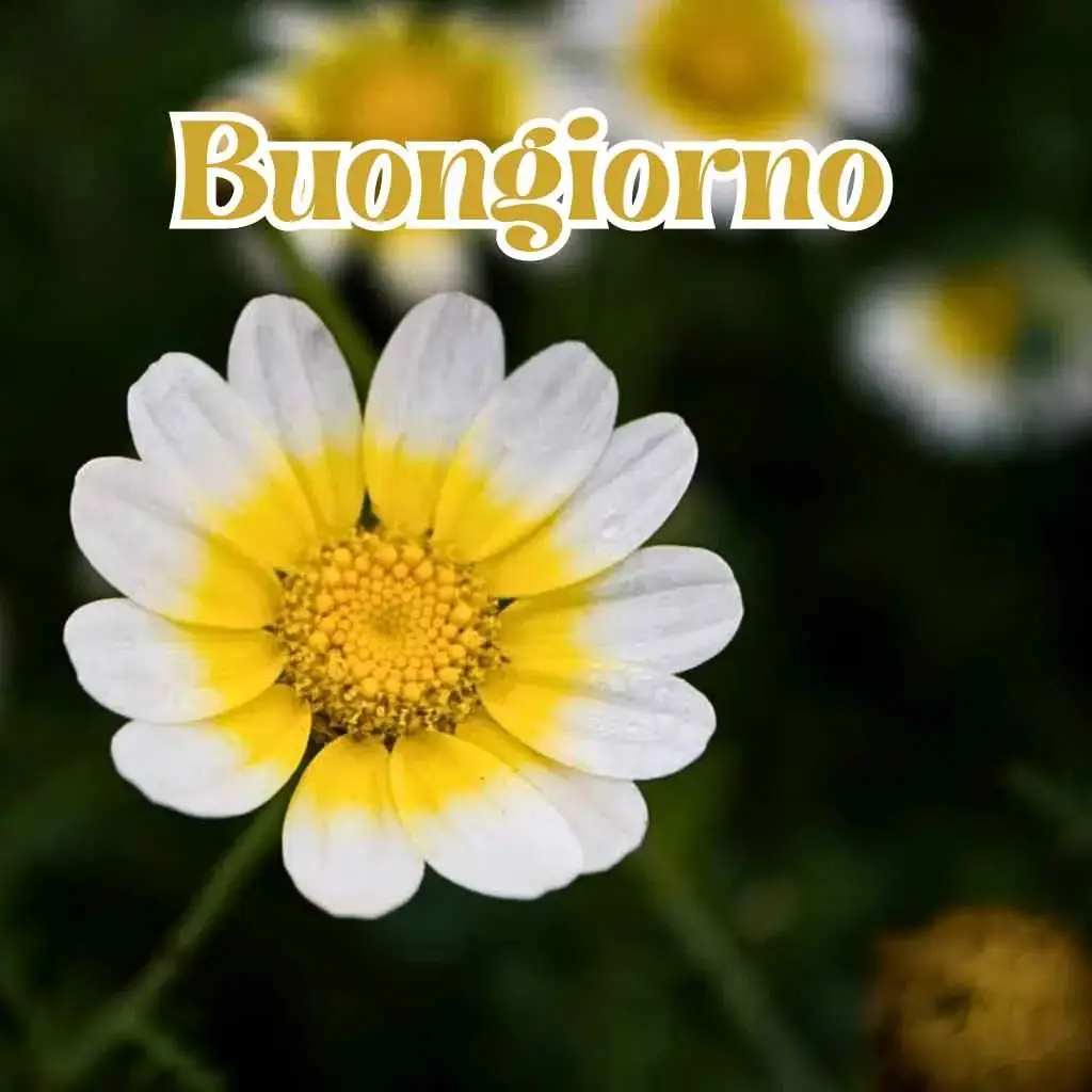 Immagini di Buongiorno per whatsapp