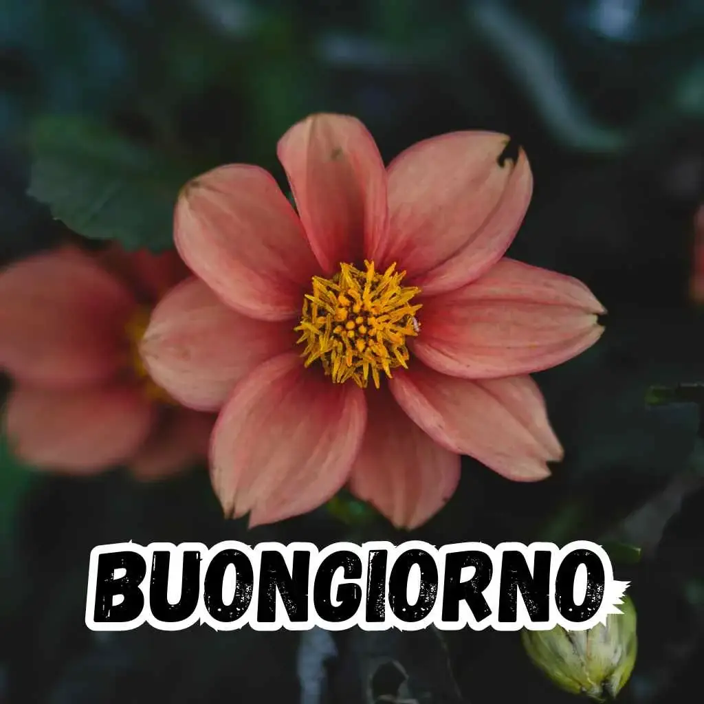 buongiorno immagini nuove 2023 gratis