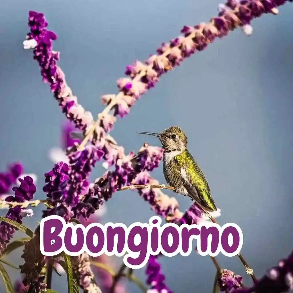 immagini buongiorno gratis per whatsapp hd