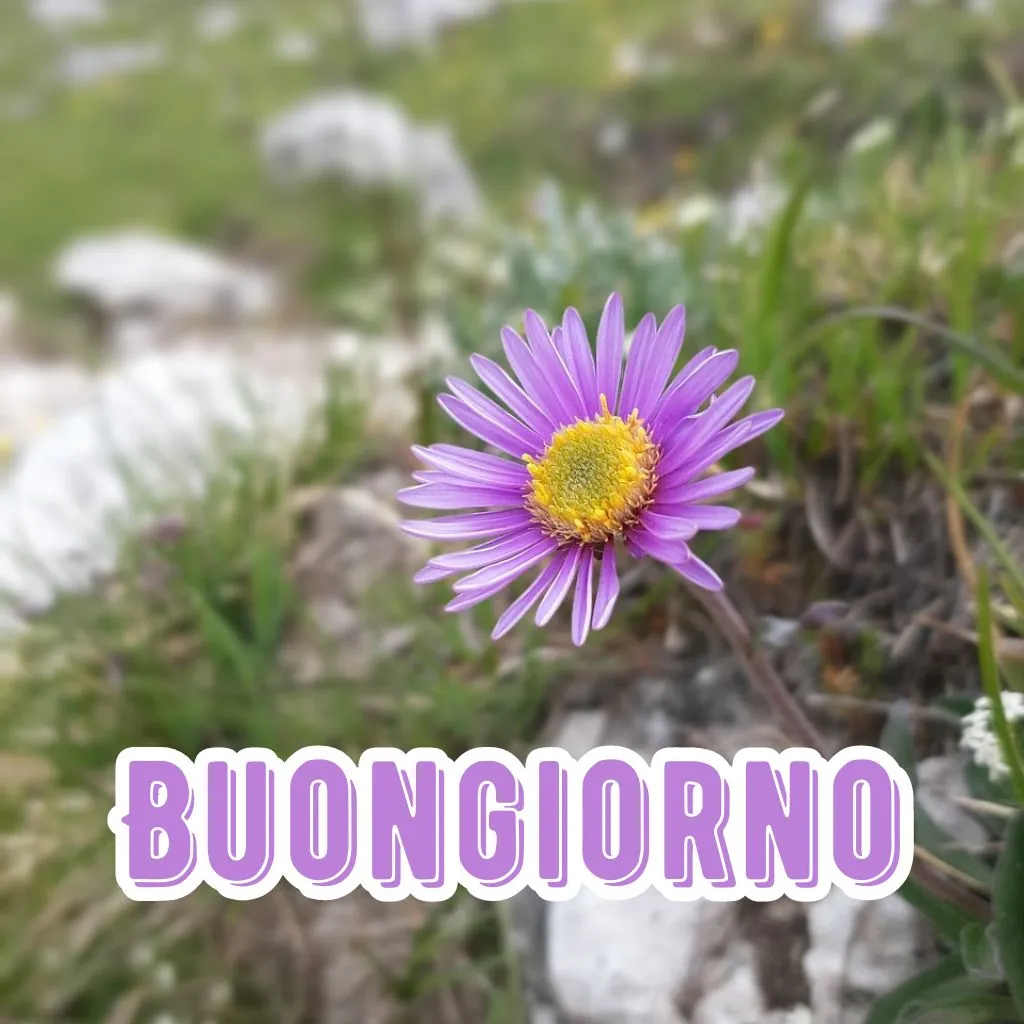 immagini nuovissimi